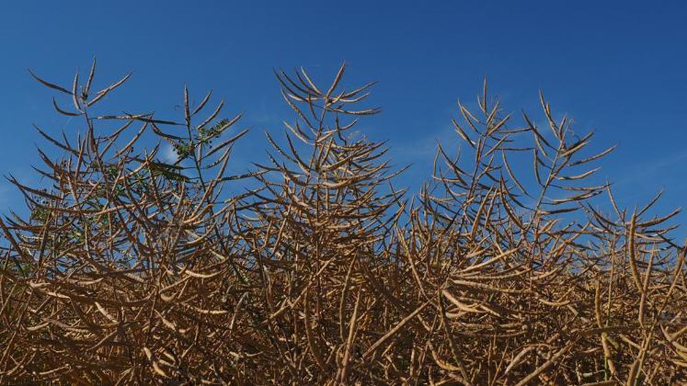 Une excellente récolte de colza en 2017 a permis de réduire la dépendance aux importations. © Pixhere